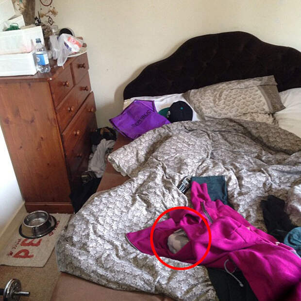 find-hidden-cat-camouflage-hide-and-seek-catouflage-155