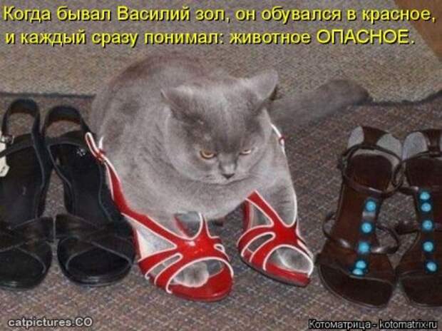 Она приходит... котЭматрикс!
