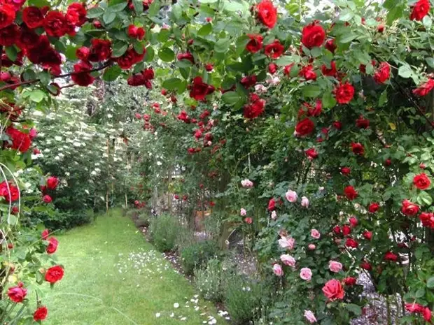 Роза поль сезанн фото в саду