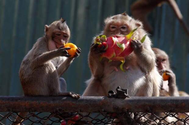 Monkey Buffet Festival: пир для обезьян (22 фото) Monkey Buffet Festival: пир для обезьян (22 фото)