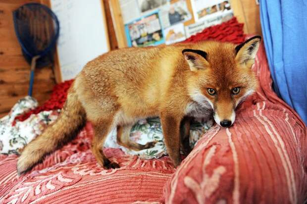 Лисица,считающая себя домашним псом