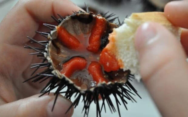 FoodsEatenAlive02 Съешь живым: 10 самых садистских блюд в мире