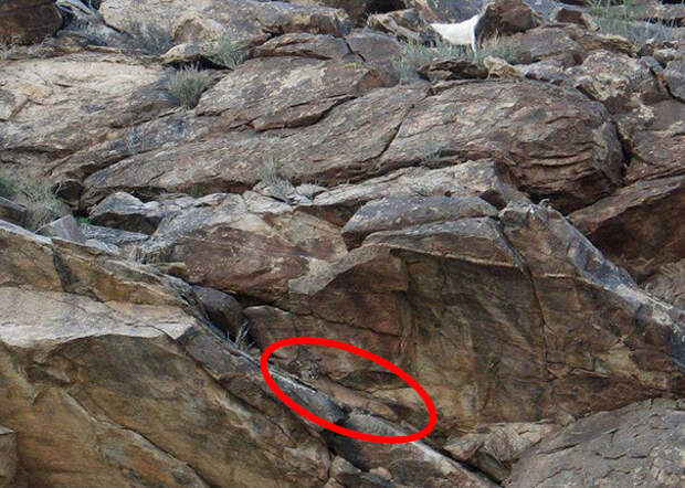 find-hidden-cat-camouflage-hide-and-seek-catouflage-183