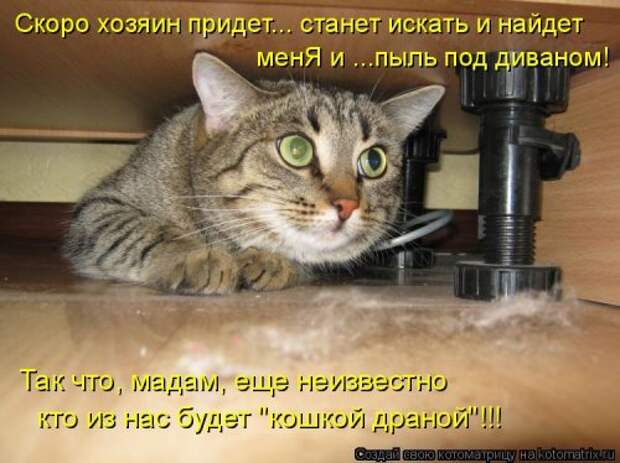 Свежая котоматрица для настроения (28 фото)