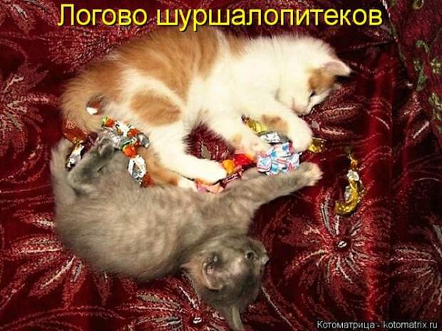 Лучшие котоматрицы недели (50 фото)