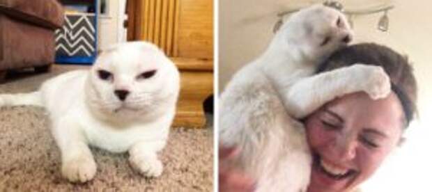 Девушка Приютила Безухого, Глухого Взрослого Кота, которого все игнорировали, и теперь он регулярно спасает её от приступов тревоги