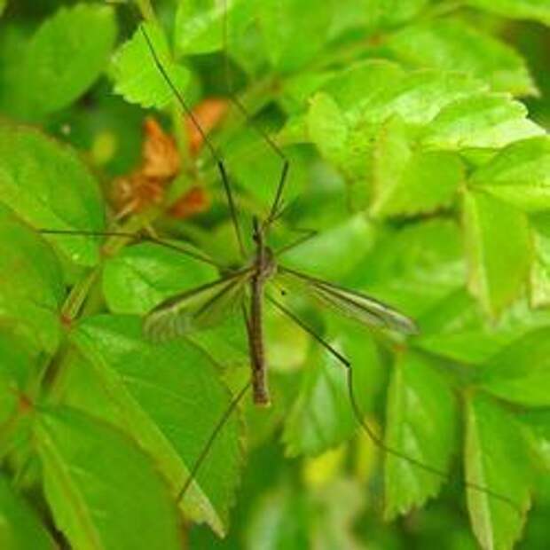 Живая природа: как называются большие комары?