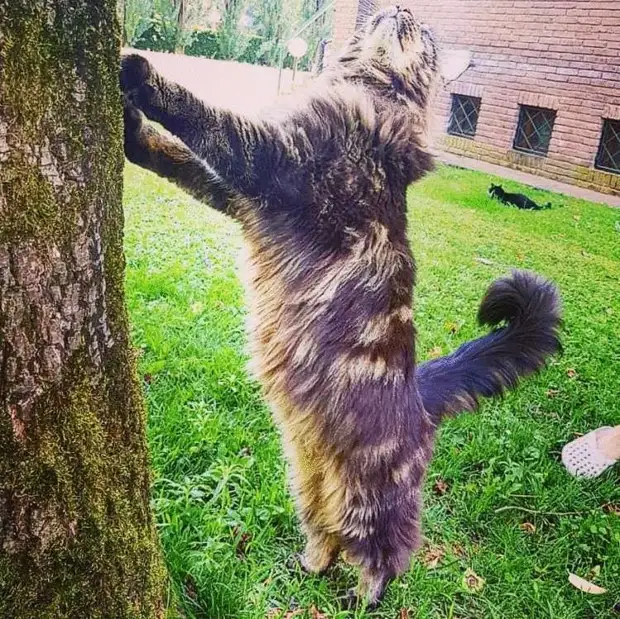 Кот Баривель официально признан самым длинным котом в мире