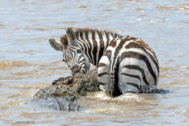 Храбрая зебра спаслась от крокодила животные, зебра, крокодил