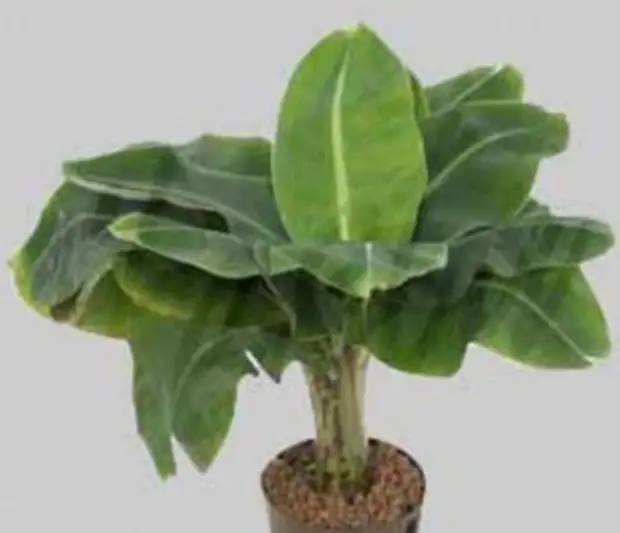 Какой цветок защищает от излучения. Карликовый банан Какой цветок защищает от излучения. Карликовый банан