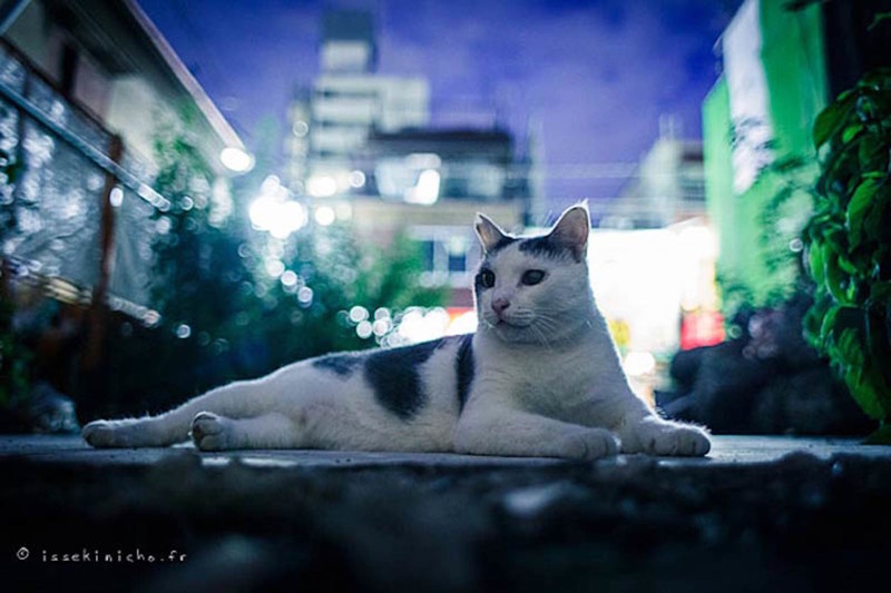 Бродяги кошки, фоторепортаж, япония