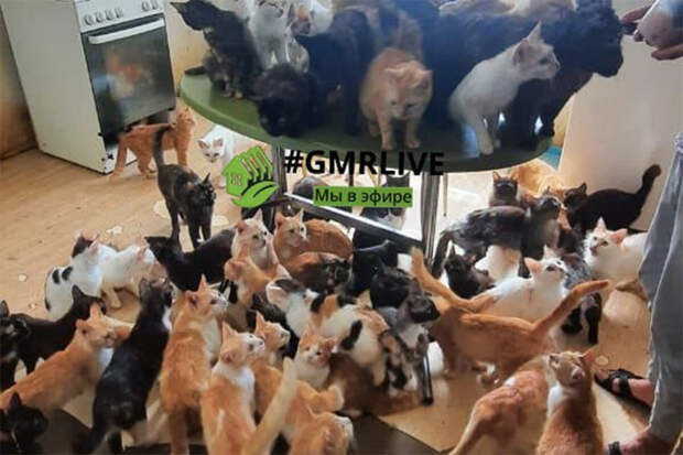 В Краснодаре женщина держит в однокомнатной квартире 50 кошек