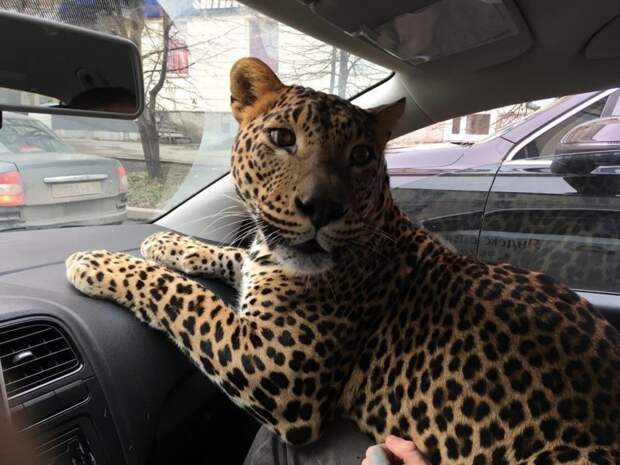 Как выяснилось, этот леопард довольно известен. Его зовут Цезарь, и он регулярно участвует в фотосессиях. авто, домашние животные, животные, кошка, леопард, прикол, такси, таксист