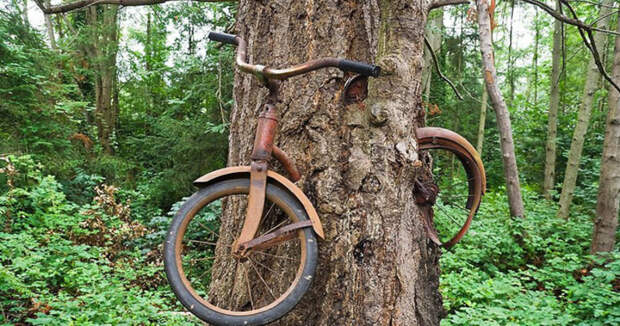 Что скрывает легенда вросшего в дерево велосипеда