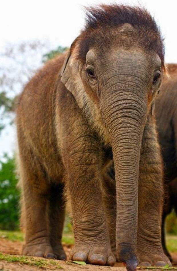 Слон — очень аккуратный зверь, ты слухам про него не верь