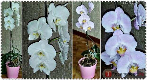 Орхидеи фото