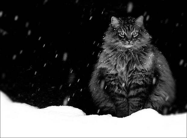 Зимние забавы кошек