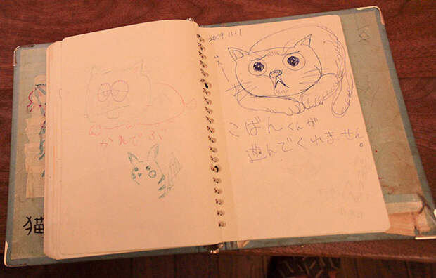 Кото-кафе в Осаке