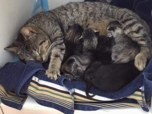 кошка родила котят кошка с котятами