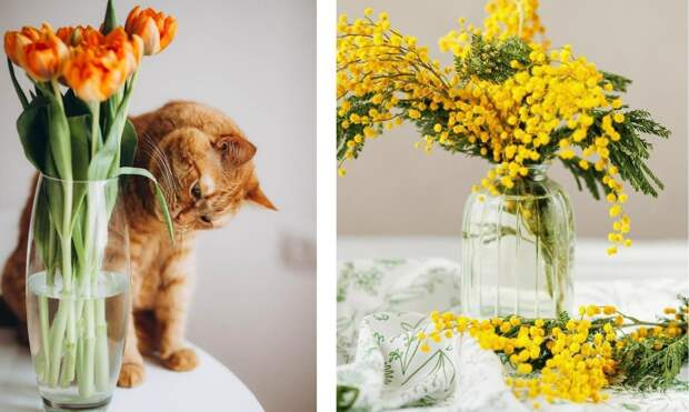 Мимозы, тюльпаны и еще 6 смертельно опасных для кошек цветов