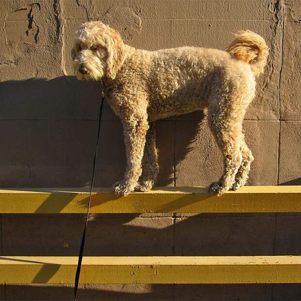 Мастер баланса