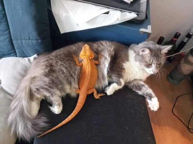Котики и ящерицы, которые смогли стать друзьями