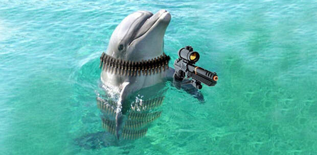 Боевые дельфины-разведчики