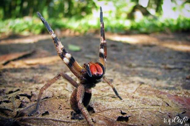 Список опасных пауков: Бразильский паук солдат 