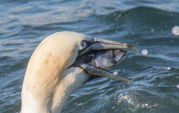 comedy-wildlife-photography-awards-2016-41-57f10b250fa1c__880