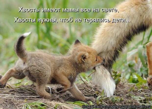 Котоматрицы(картинки с надписями)