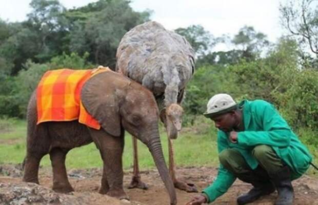 Страус стал настоящей семьей для месячного слоненка