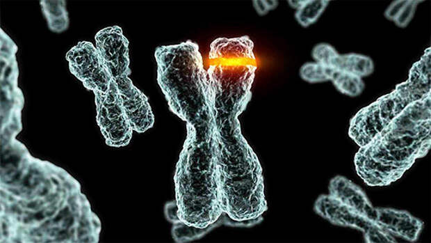 Картинки по запросу хромосомы мутации