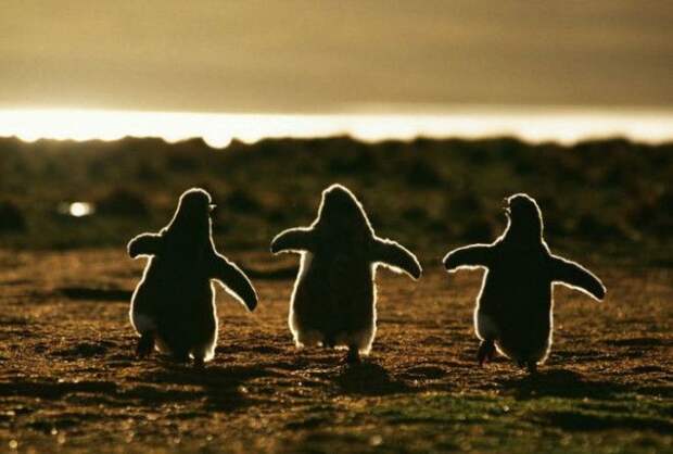 Пингвины — наимилейшие создания.