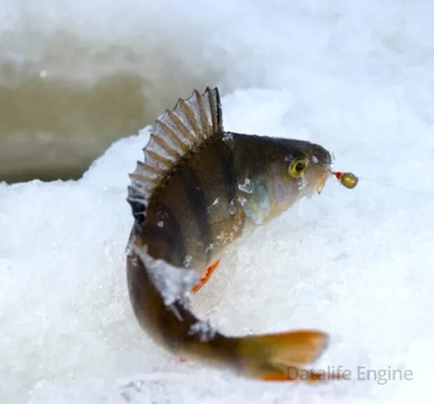 Ловля на мормышку зимой для начинающих - пошаговая инструкция с фото и видео: советы опытных рыболовов