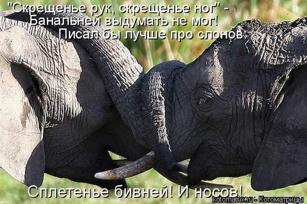 Лучшие котоматрицы недели (50 фото)