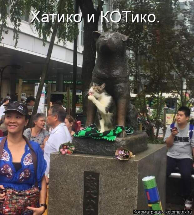 Лучшие котоматрицы недели (50 фото)