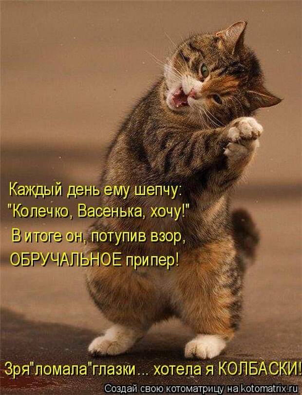 Новая отличная котоматрица (38 фото)
