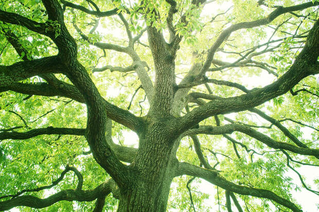 Практическая философия деревьев: на каком языке они общаются и чем похожи на людей 