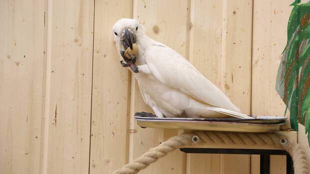 Выжившие после отравления попугаи вернулись в зоопарк Ленобласти