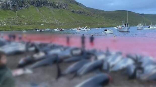 Дания дельфины 2021. Массовое убийство на Фарерах: почему убивают дельфинов в Дании