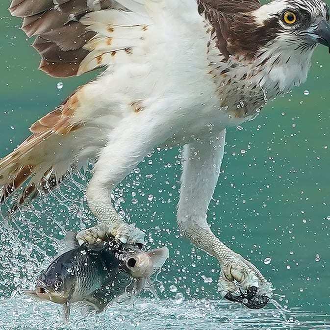 Невероятные фотографии скопы во время охоты 