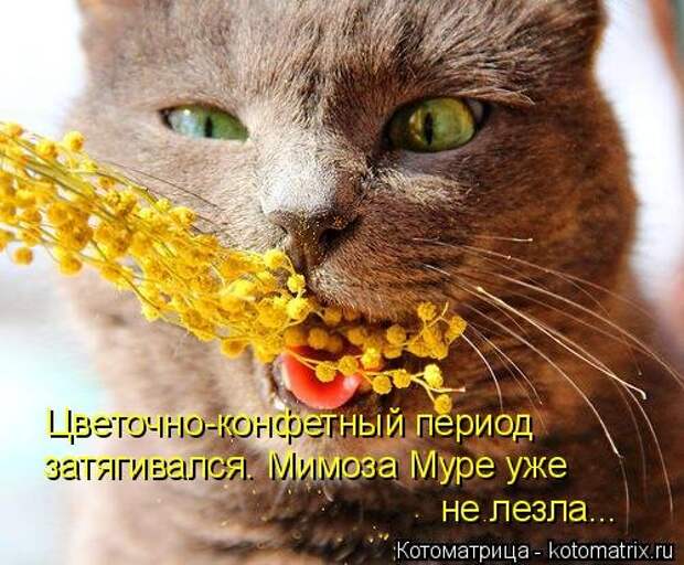 Свежая котоматрица на Бугаге (33 фото)