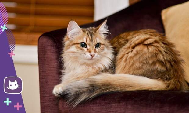Знакомьтесь: сибирская кошка