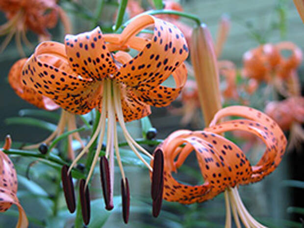 Лилия тигровая (Lilium tigrinum)