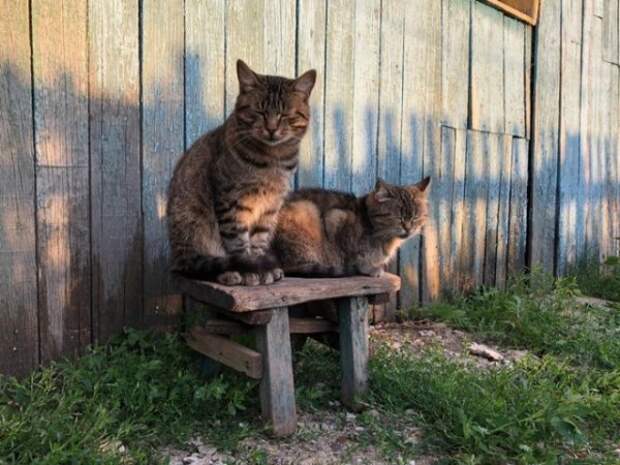 Каникулы в деревне