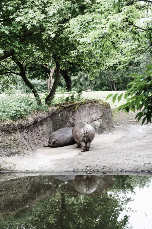 Seattle Washington Woodland Park Zoo-12.jpg