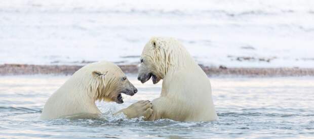 Медвежата довольно долго боролись  аляска, животные, полярный медведь