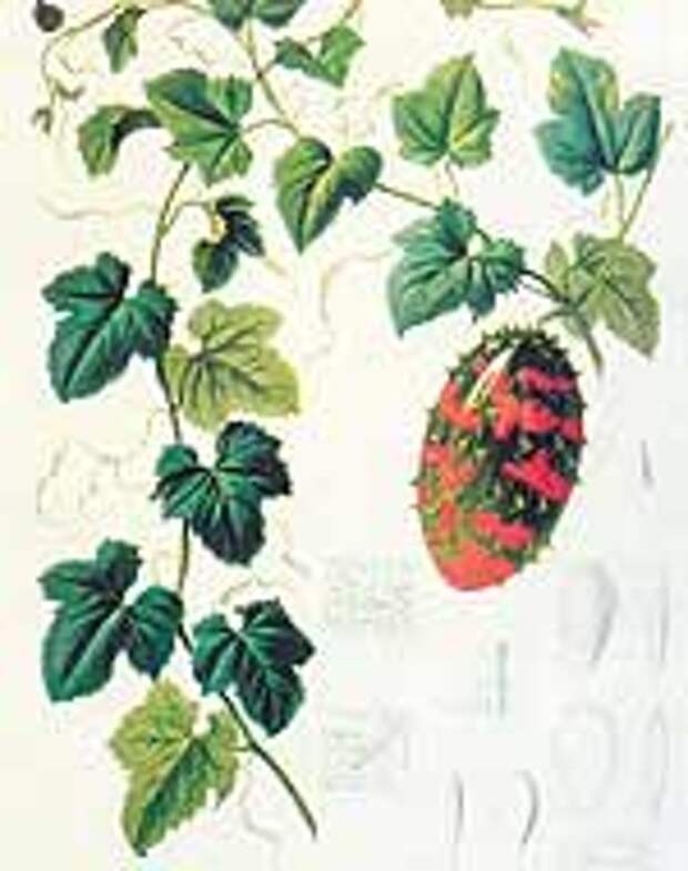 Растение Cucumis Tinneanus, открытое Тинне