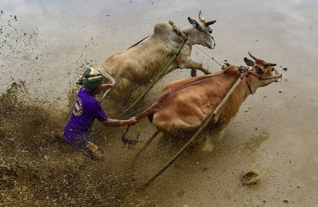 Гонки на быках в Индонезии