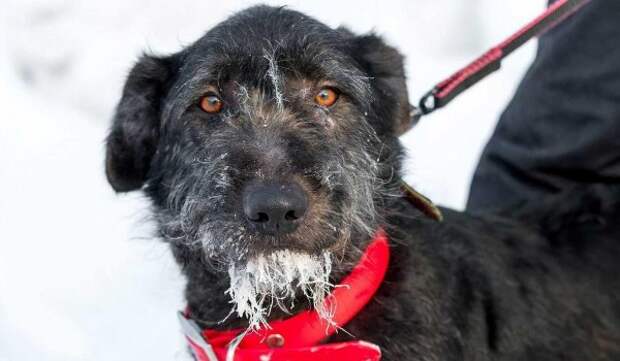 Фестиваль ЗООФЕСТ ЭКО соберет на одной площадке более 5 тыс. питомцев